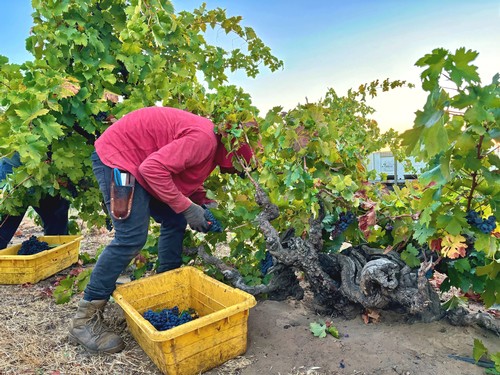 Vineyard worker harvesting grapes in Lodi wine region during daytime.