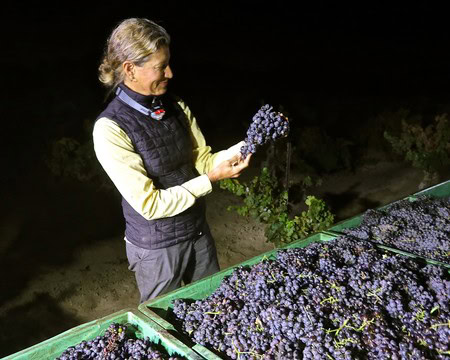Woman inspecting ripe winegrapes in a vineyard at night, part of Lodi Winegrape Commission's harvest process.