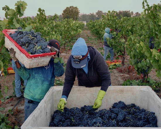 Workers harvesting and collecting grapes in a vineyard for wine production in Lodi, California.