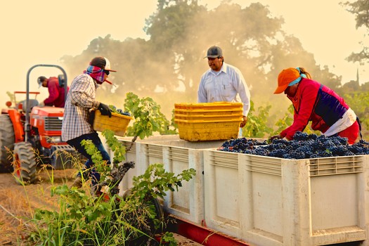 Workers harvesting grapes in a vineyard during the Lodi Winegrape season with a tractor in the background.