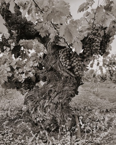 Grapevines with clusters of grapes growing on a gnarled vine in Lodi, California.