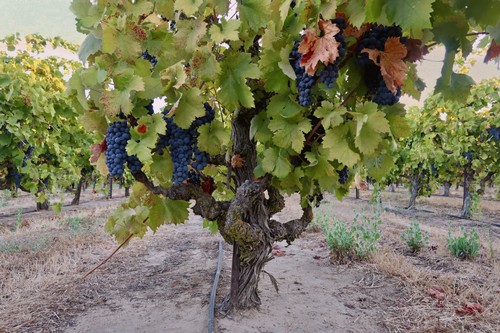 Grapevines with ripe dark grapes in a Lodi vineyard, ready for harvest.