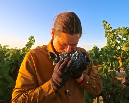 Person smelling ripe grapes in a vineyard during harvest in Lodi, California.