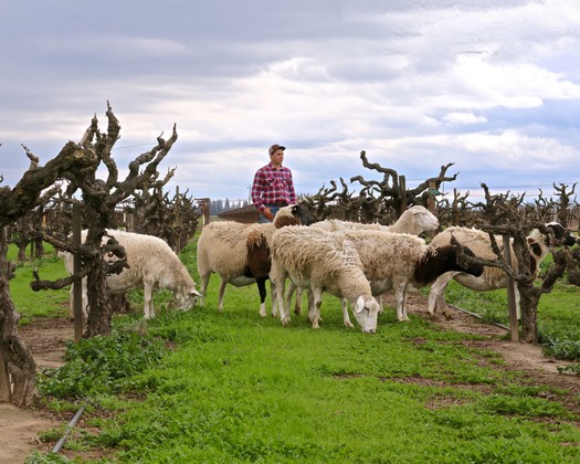 Farmer in a vineyard with sheep grazing among pruned grapevines under cloudy sky.