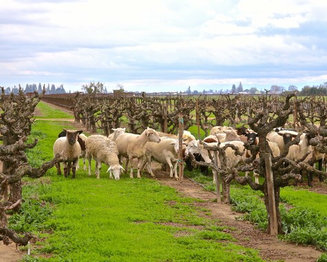 Sheep grazing in a Lodi winegrape vineyard during the day with cloudy sky.