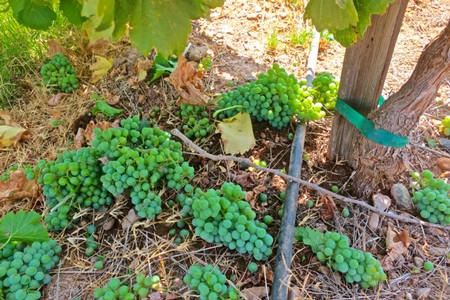 Close-up of green winegrapes growing on a vineyard vine in Lodi, California.