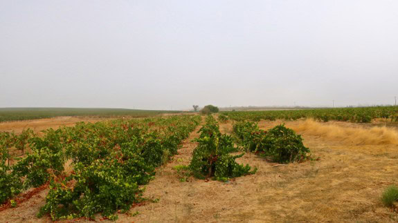 Vast Lodi winegrape vineyard with rows of grapevines under a cloudy sky.