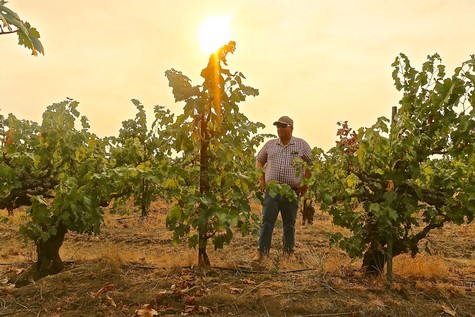 Farmer inspecting grapevines in a Lodi vineyard during sunset, showcasing healthy grape clusters and lush foliage.