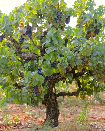 Grapevine with ripe dark purple grapes in a Lodi vineyard, ready for harvest.