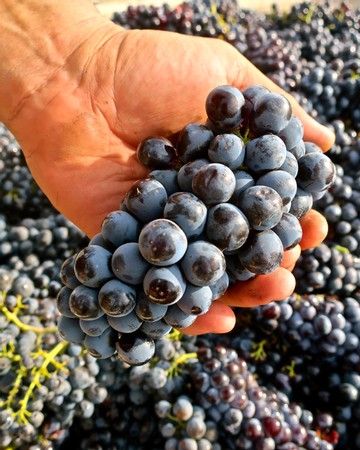 Close-up of ripe dark purple wine grapes held in a person's hand in a vineyard.