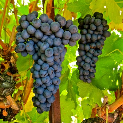 Close-up of ripe dark purple winegrapes hanging on the vine in Lodi, California.