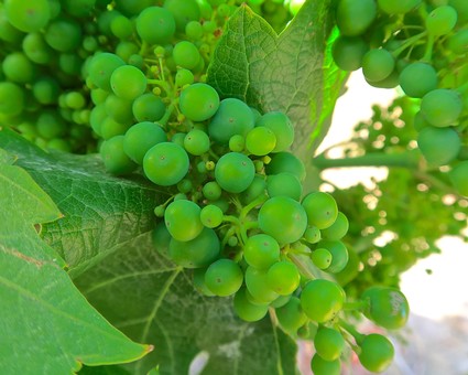 Close-up of green winegrapes growing on a vine in Lodi, California, with lush leaves in the background.