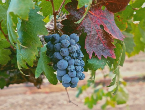 Close-up of ripe blue winegrapes hanging from a vine with green and red leaves in a vineyard.