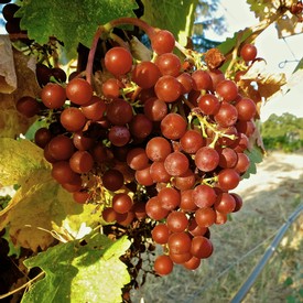Close-up of ripe red wine grapes hanging on the vine in Lodi, California.