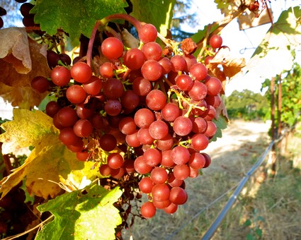 Close-up of ripe red wine grapes hanging on the vine in a Lodi vineyard during harvest season.