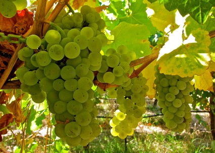 Close-up of green winegrapes hanging on the vine in a Lodi vineyard, ready for harvest.