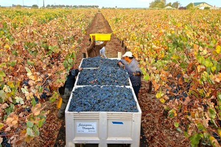 Workers harvest ripe grapes in a Lodi vineyard during the winegrape season.