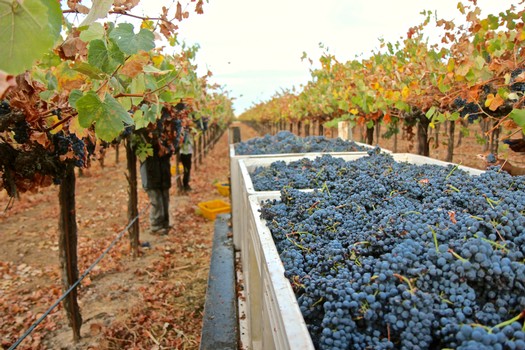 Vineyard with ripe grapes ready for harvest in Lodi, California, showcasing premium wine grapes.