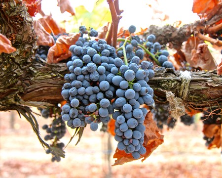 Close-up of ripe blue winegrapes on a vine in Lodi wine region, California.