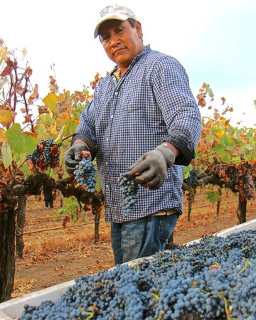 Vineyard worker harvesting ripe grapes in Lodi wine region, California.