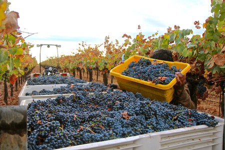Workers harvest ripe grapes in a Lodi vineyard during the winegrape season.