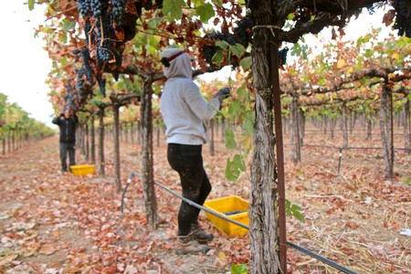 Worker harvesting winegrapes in a vineyard during the fall season in Lodi, California.