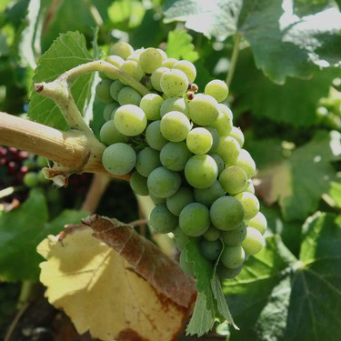 Close-up of a green winegrape cluster on the vine in Lodi, California, ready for harvest.