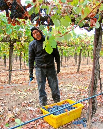 Woman harvesting ripe grapes in a Lodi vineyard during the harvest season.