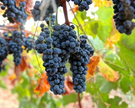Close-up of ripe dark purple winegrapes hanging on the vine in Lodi, California.