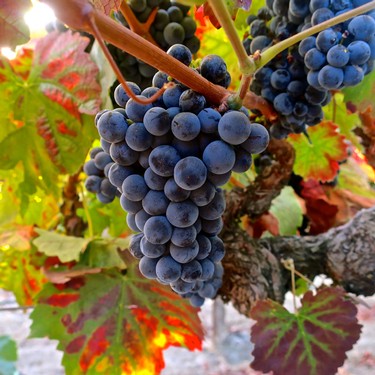 Close-up of ripe dark purple winegrapes on the vine in Lodi, California, ready for harvest.