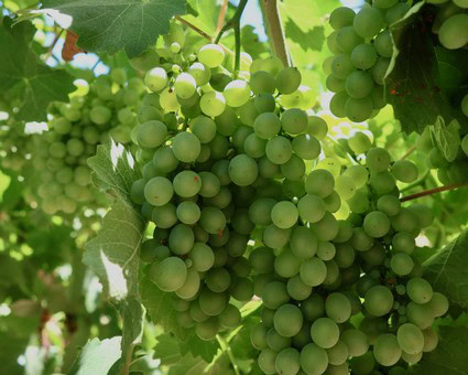 Close-up of green winegrapes growing on a vine in Lodi, California, ready for harvest.