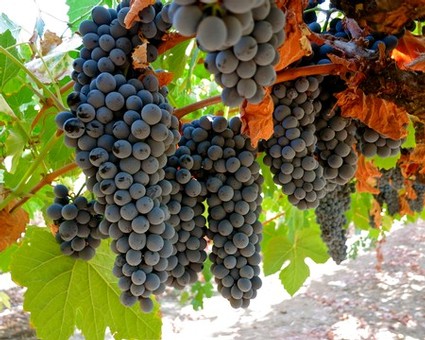 Close-up of ripe dark purple winegrapes hanging on the vine in Lodi, California.