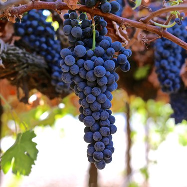 Close-up of ripe dark purple winegrapes hanging on a vine in Lodi, California.