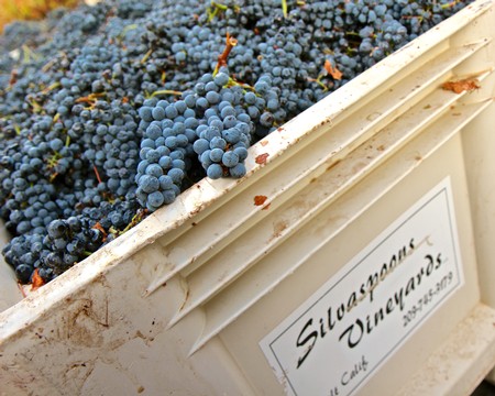 Close-up of ripe blue winegrapes in a white container at Lodi Winegrape Commission.