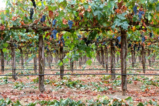 Vineyard with grapevines and ripe grapes in Lodi, California, during harvest season.