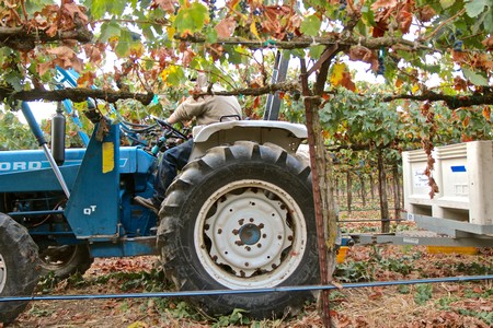 Tractor in a vineyard during grape harvest in Lodi, California, with workers and grapevines.
