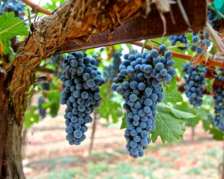 Close-up of ripe blue winegrapes hanging from a vine in Lodi wine region.