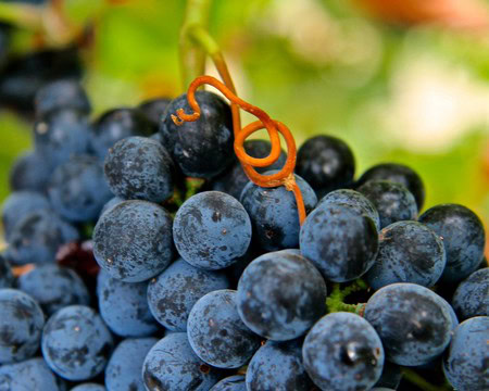 Close-up of ripe dark wine grapes on the vine, ready for harvest in Lodi, California.