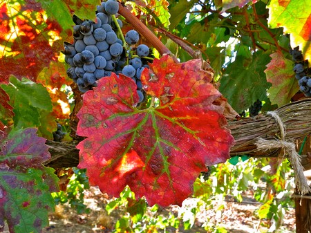 Close-up of ripe dark grapes and colorful grapevine leaf in Lodi wine region.