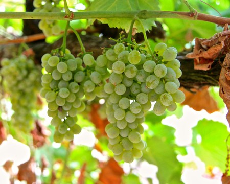 Close-up of green winegrapes hanging on the vine in Lodi, California, ready for harvest.
