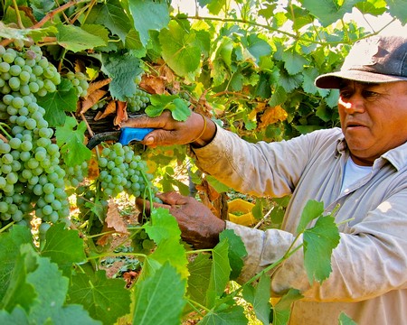 Vineyard worker harvesting grapes in Lodi, California for wine production.