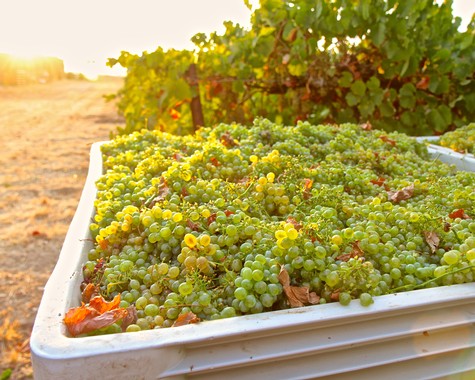 Close-up of ripe green wine grapes in a vineyard during sunset, ready for harvest in Lodi, California.