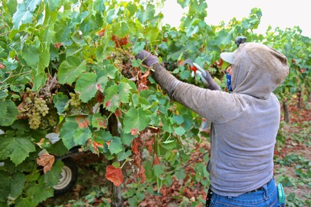 Worker harvesting grapes in a Lodi vineyard with pruning shears and lush green foliage.