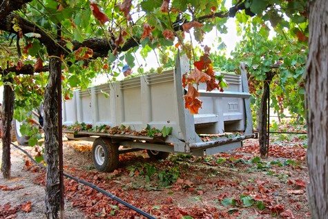 Grape harvest trailer in a vineyard with lush green leaves and ripe grapes ready for harvest.