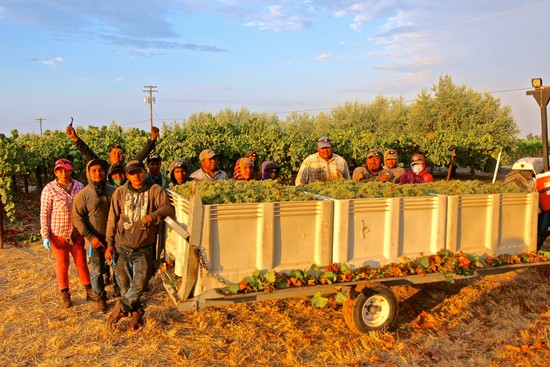 Group of workers harvesting winegrapes in Lodi, California, during sunset.