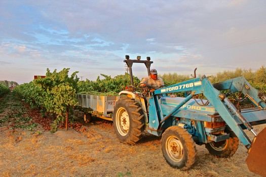 Tractor harvesting winegrapes in Lodi vineyard during sunset, showcasing agricultural practices.