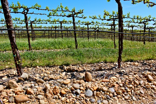 Vineyard with young grapevines supported by trellises in Lodi, California, under a clear blue sky.