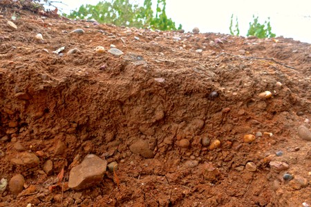 Close-up of soil with small rocks and roots in a vineyard in Lodi, California.