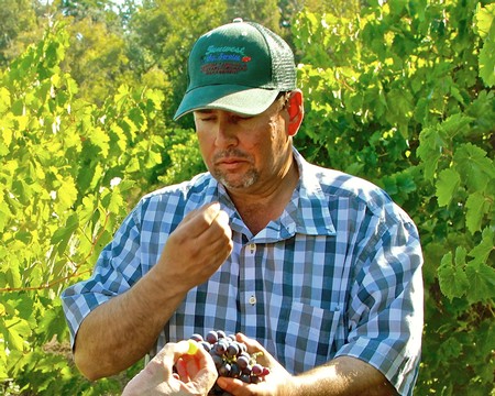 Man inspecting ripe grapes in a vineyard during harvest in Lodi, California.