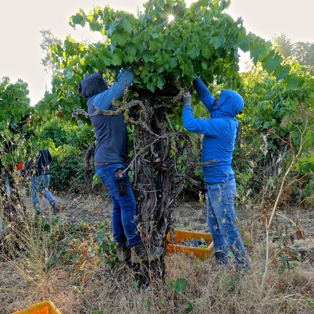 Workers harvest grapes from a vine in a Lodi vineyard during the grape harvest season.